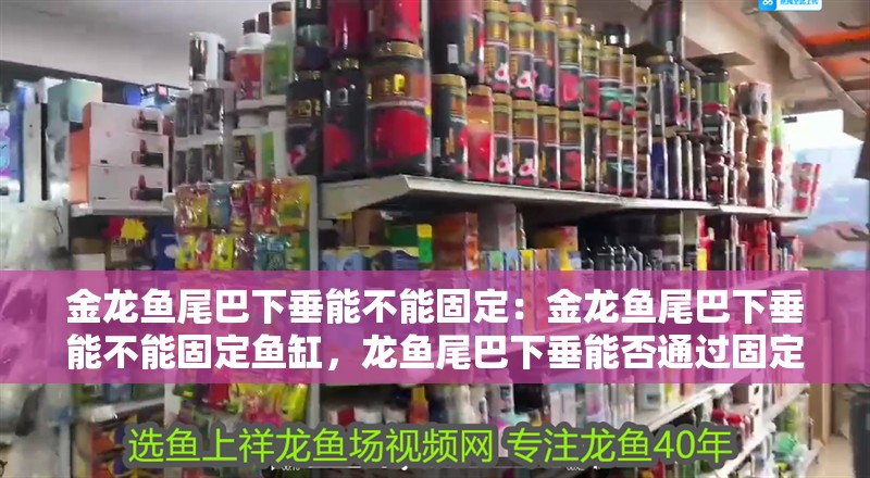 金龍魚尾巴下垂能不能固定：金龍魚尾巴下垂能不能固定魚缸，龍魚尾巴下垂能否通過固定魚缸來解決