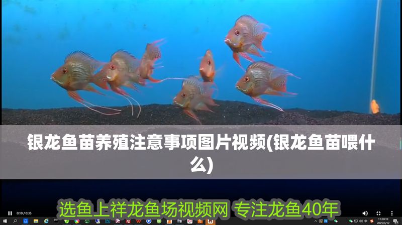 銀龍魚苗養殖注意事項圖片視頻(銀龍魚苗喂什么)