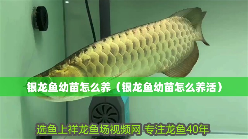 銀龍魚幼苗怎么養（銀龍魚幼苗怎么養活）