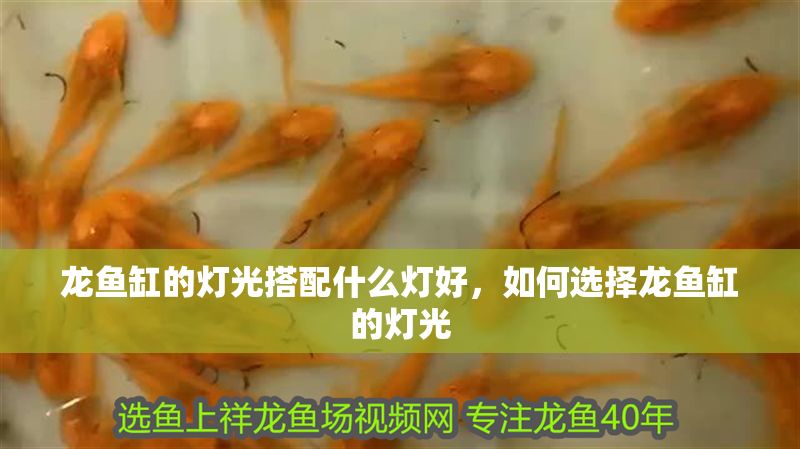 龍魚缸的燈光搭配什么燈好，如何選擇龍魚缸的燈光