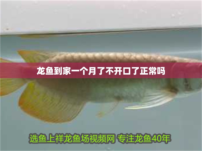 龍魚到家一個月了不開口了正常嗎