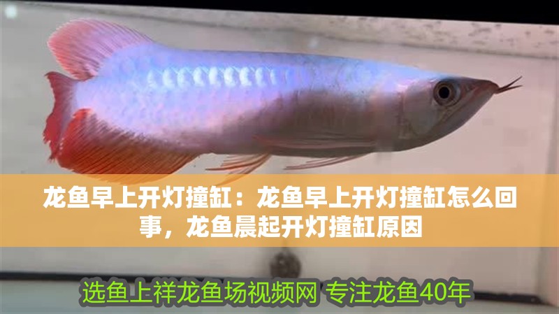 龍魚(yú)早上開(kāi)燈撞缸：龍魚(yú)早上開(kāi)燈撞缸怎么回事，龍魚(yú)晨起開(kāi)燈撞缸原因