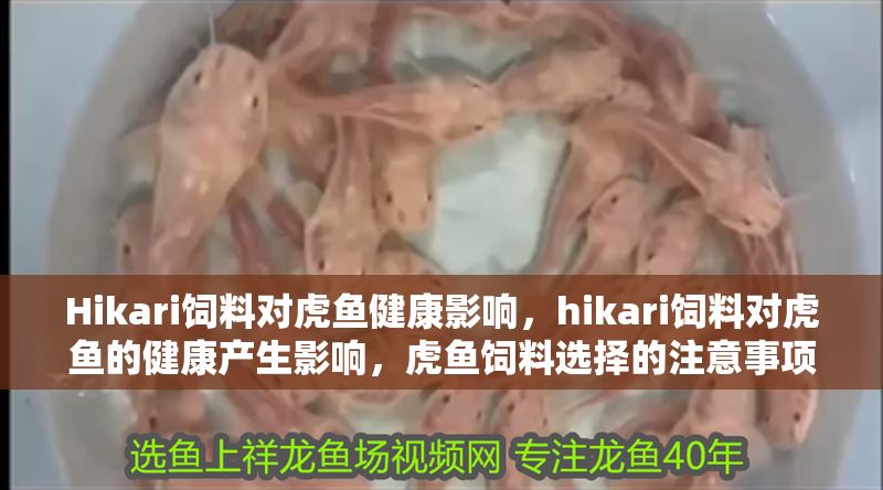 Hikari飼料對虎魚健康影響，hikari飼料對虎魚的健康產生影響，虎魚飼料選擇的注意事項