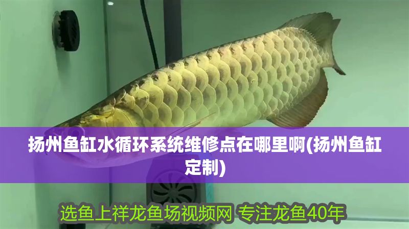 揚州魚缸水循環系統維修點在哪里啊(揚州魚缸定制)