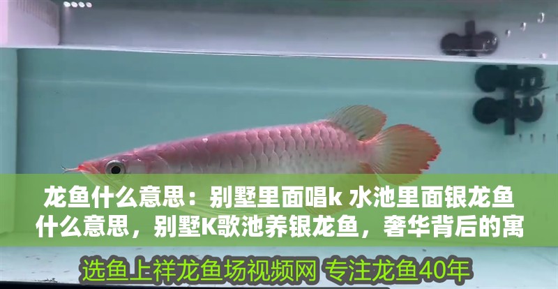 龍魚什么意思：別墅里面唱k 水池里面銀龍魚什么意思，別墅K歌池養銀龍魚，奢華背后的寓意探究
