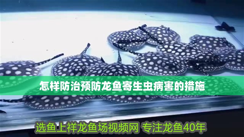 怎樣防治預防龍魚寄生蟲病害的措施