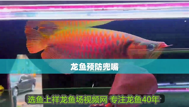 龍魚預(yù)防兜嘴 龍魚百科 第2張 龍魚預(yù)防兜嘴 龍魚預(yù)防兜嘴 龍魚百科 第2張