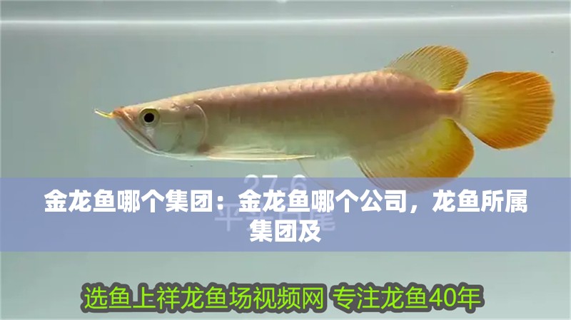 金龍魚哪個集團：金龍魚哪個公司，龍魚所屬集團及