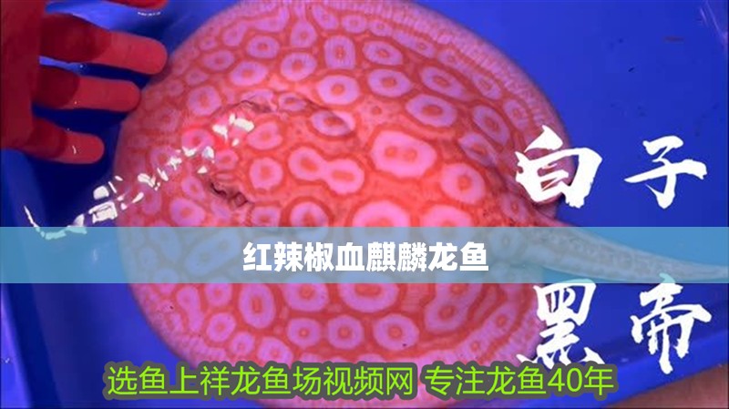 紅辣椒血麒麟龍魚