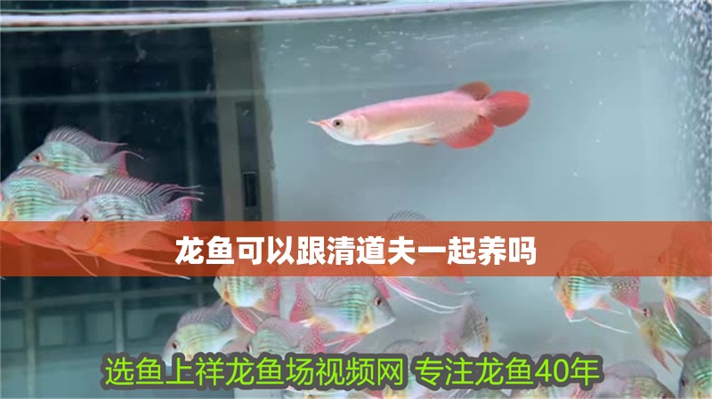 龍魚可以跟清道夫一起養(yǎng)嗎