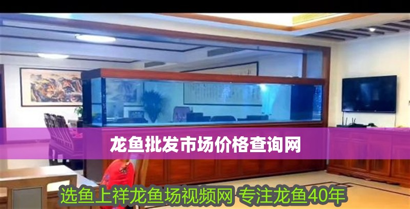 龍魚批發(fā)市場(chǎng)價(jià)格查詢網(wǎng) 龍魚百科 第2張 龍魚批發(fā)市場(chǎng)價(jià)格查詢網(wǎng) 龍魚批發(fā)市場(chǎng)價(jià)格查詢網(wǎng) 龍魚百科 第2張