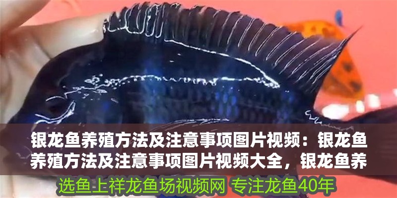 銀龍魚養殖方法及注意事項圖片視頻：銀龍魚養殖方法及注意事項圖片視頻大全，銀龍魚養殖全攻略，方法、注意事項圖文視頻詳解