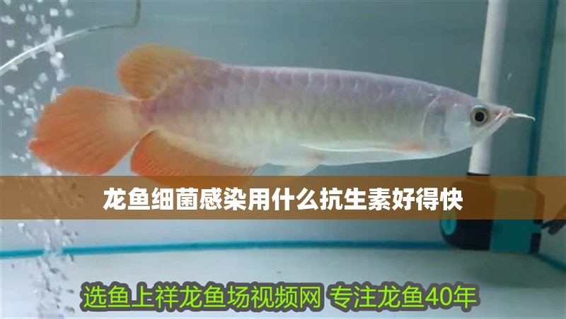 龍魚細菌感染用什么抗生素好得快