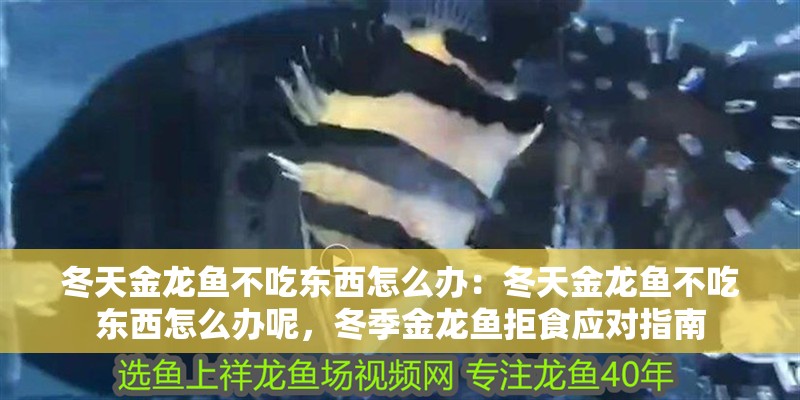冬天金龍魚不吃東西怎么辦：冬天金龍魚不吃東西怎么辦呢，冬季金龍魚拒食應對指南