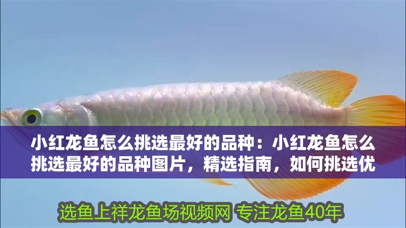 小紅龍魚(yú)怎么挑選最好的品種：小紅龍魚(yú)怎么挑選最好的品種圖片，精選指南，如何挑選優(yōu)質(zhì)小紅龍魚(yú)品種及對(duì)應(yīng)圖片解析