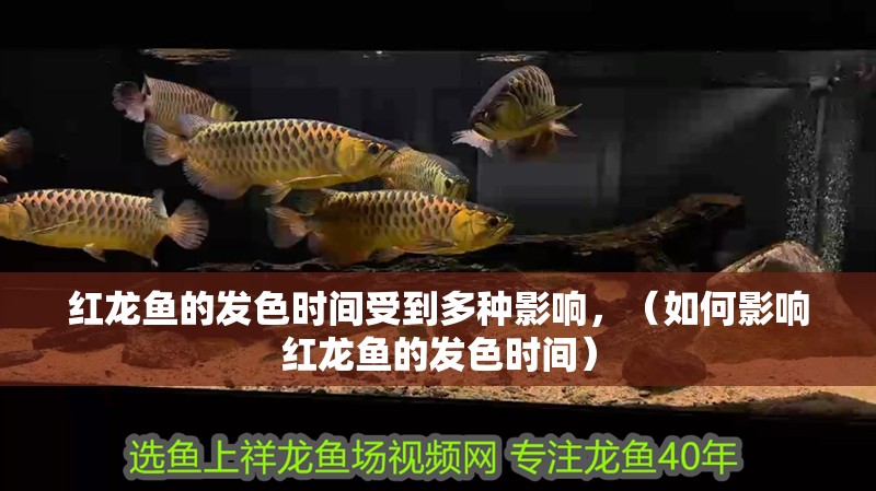 紅龍魚的發色時間受到多種影響，（如何影響紅龍魚的發色時間）
