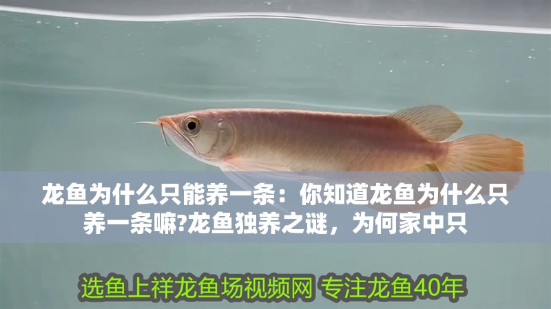 龍魚(yú)為什么只能養(yǎng)一條：你知道龍魚(yú)為什么只養(yǎng)一條嘛?龍魚(yú)獨(dú)養(yǎng)之謎，為何家中只