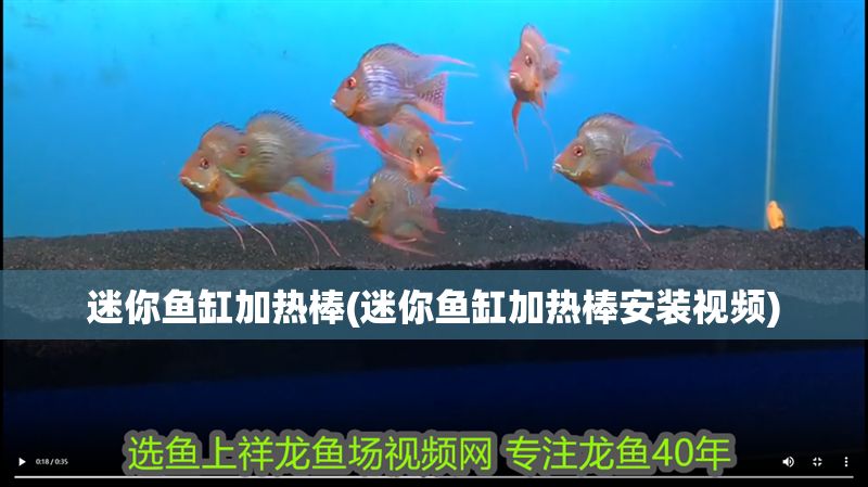 迷你魚缸加熱棒(迷你魚缸加熱棒安裝視頻)