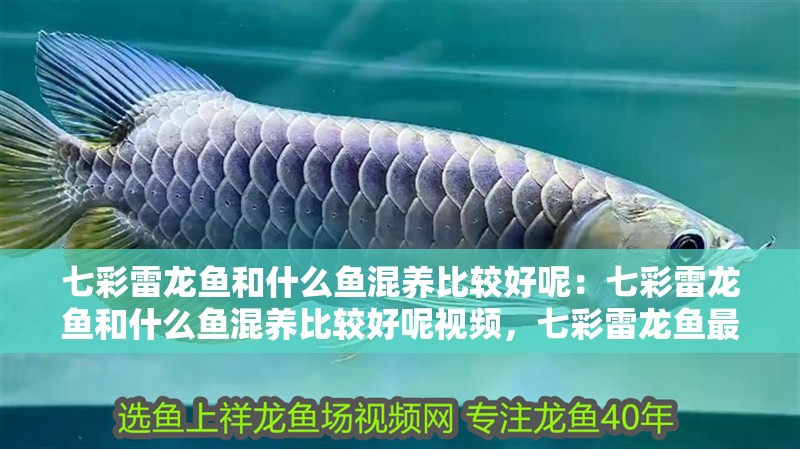 七彩雷龍魚和什么魚混養(yǎng)比較好呢：七彩雷龍魚和什么魚混養(yǎng)比較好呢視頻，七彩雷龍魚最佳混養(yǎng)搭檔推薦及視頻指南