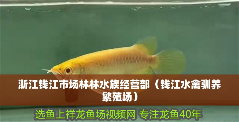 浙江錢江市場林林水族經營部（錢江水禽馴養繁殖場）