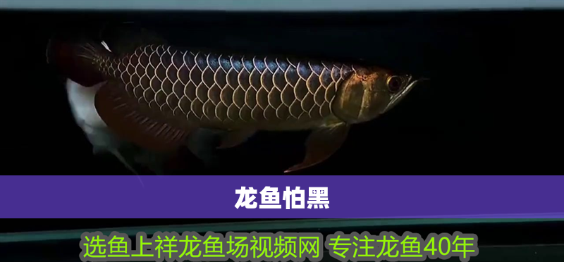 龍魚怕黑