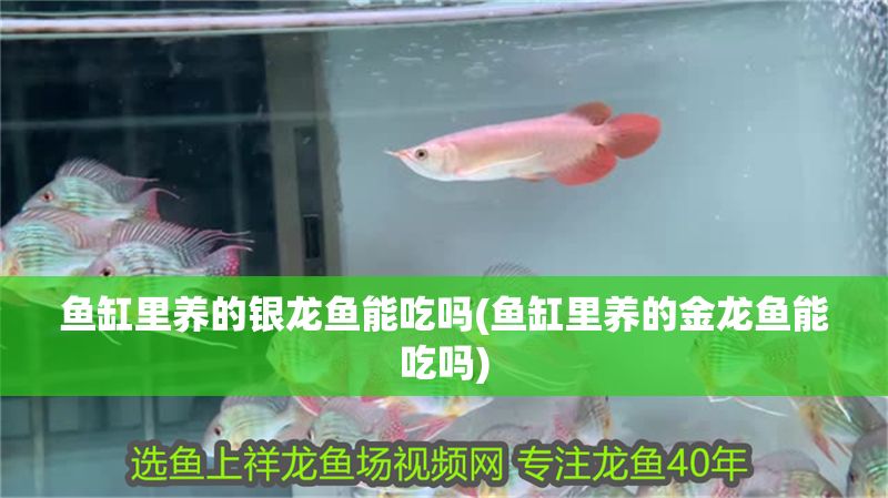 魚缸里養(yǎng)的銀龍魚能吃嗎(魚缸里養(yǎng)的金龍魚能吃嗎)
