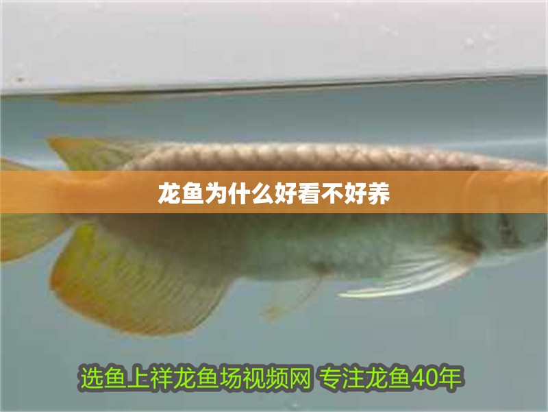 龍魚為什么好看不好養