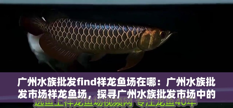 廣州水族批發find祥龍魚場在哪：廣州水族批發市場祥龍魚場，探尋廣州水族批發市場中的祥龍魚