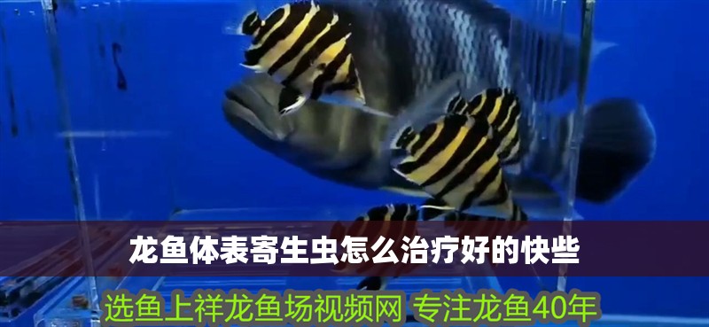 龍魚體表寄生蟲怎么治療好的快些