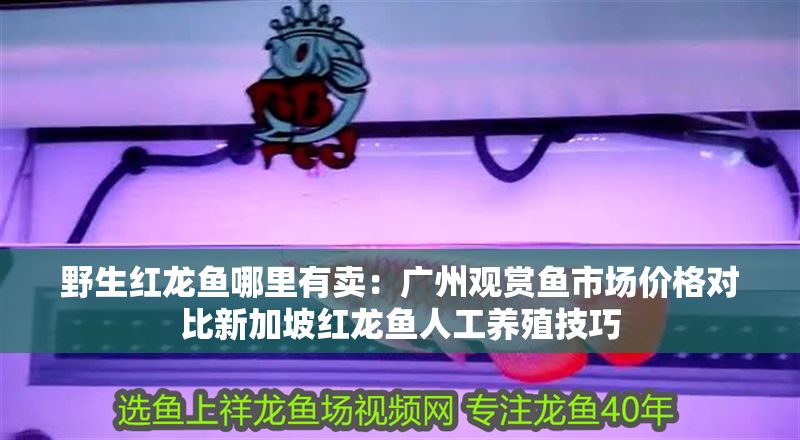 野生紅龍魚哪里有賣：廣州觀賞魚市場價格對比新加坡紅龍魚人工養殖技巧