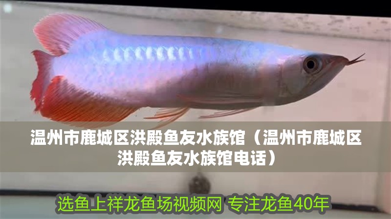 溫州市鹿城區洪殿魚友水族館（溫州市鹿城區洪殿魚友水族館電話）