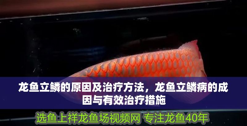 龍魚立鱗的原因及治療方法，龍魚立鱗病的成因與有效治療措施