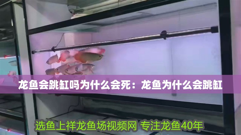 龍魚會跳缸嗎為什么會死：龍魚為什么會跳缸