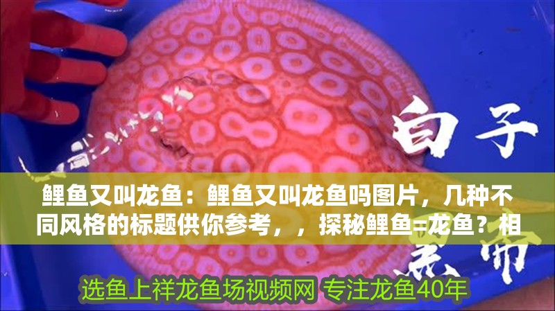 鯉魚又叫龍魚：鯉魚又叫龍魚嗎圖片，幾種不同風格的標題供你參考，，探秘鯉魚=龍魚？相關圖片大揭秘，疑問，鯉魚真的又叫龍魚嗎？附圖解析，聚焦，鯉魚與龍魚之名，真相在圖中！