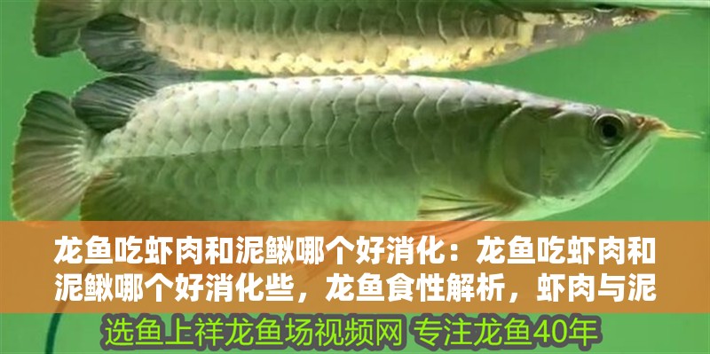 龍魚吃蝦肉和泥鰍哪個好消化：龍魚吃蝦肉和泥鰍哪個好消化些，龍魚食性解析，蝦肉與泥鰍哪個更易