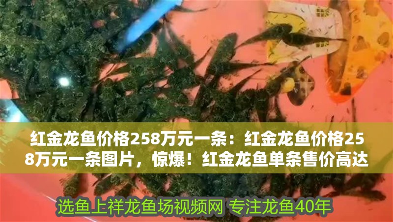 紅金龍魚價格258萬元一條：紅金龍魚價格258萬元一條圖片，驚爆！紅金龍魚單條售價高達258