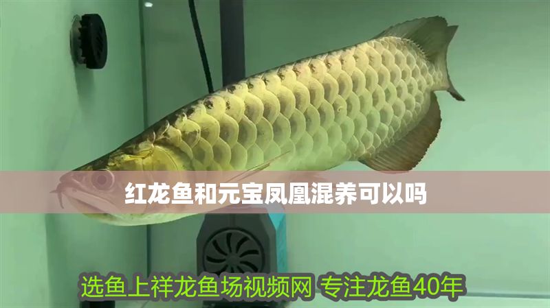 紅龍魚和元寶鳳凰混養(yǎng)可以嗎