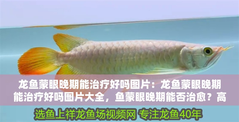 龍魚蒙眼晚期能治療好嗎圖片：龍魚蒙眼晚期能治療好嗎圖片大全，魚蒙眼晚期能否治愈？高清圖片
