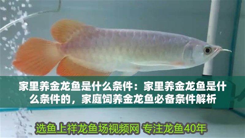 家里養(yǎng)金龍魚是什么條件：家里養(yǎng)金龍魚是什么條件的，家庭飼養(yǎng)金龍魚必備條件解析