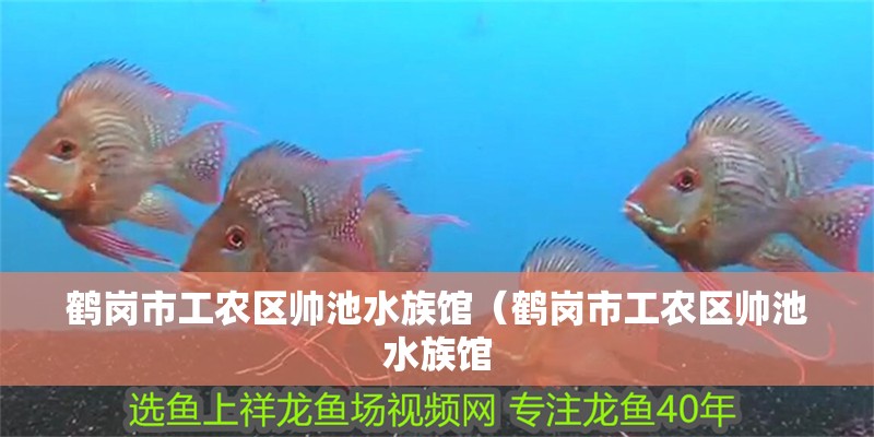 鶴崗市工農(nóng)區(qū)帥池水族館（鶴崗市工農(nóng)區(qū)帥池水族館