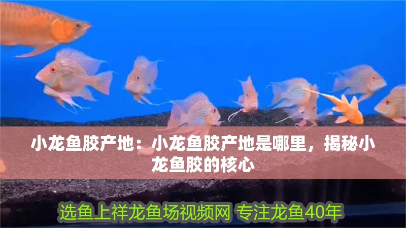 小龍魚膠產地：小龍魚膠產地是哪里，揭秘小龍魚膠的核心