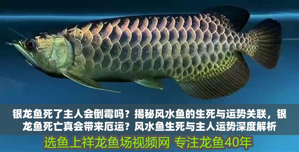 銀龍魚死了主人會倒霉嗎？揭秘風水魚的生死與運勢關聯(lián)，銀龍魚死亡真會帶來厄運？風水魚生死與主人運勢深度解析