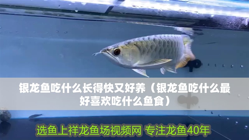 銀龍魚吃什么長得快又好養（銀龍魚吃什么最好喜歡吃什么魚食）