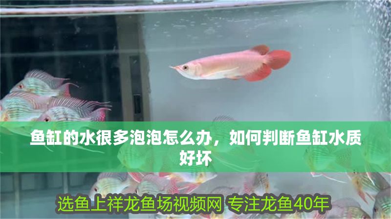 魚缸的水很多泡泡怎么辦，如何判斷魚缸水質好壞
