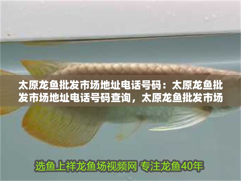 太原龍魚批發(fā)市場(chǎng)地址電話號(hào)碼：太原龍魚批發(fā)市場(chǎng)地址電話號(hào)碼查詢，太原龍魚批發(fā)市場(chǎng)地址及電話號(hào)碼全解析