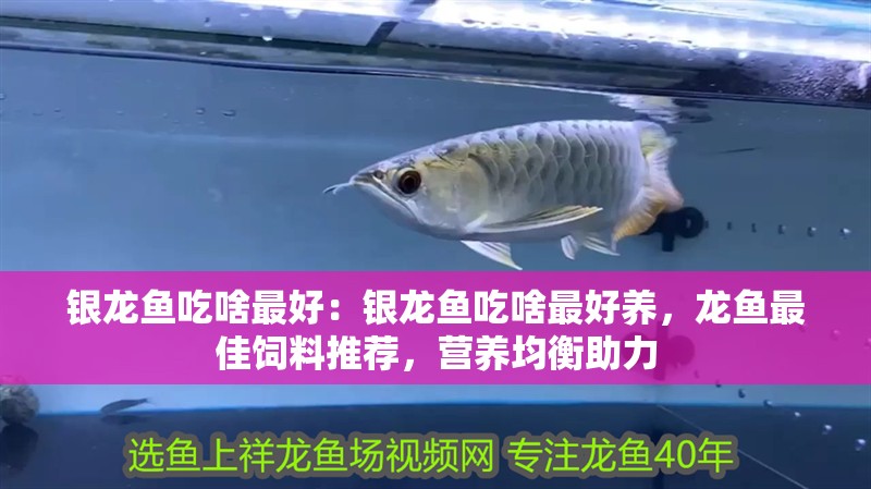 銀龍魚吃啥最好：銀龍魚吃啥最好養(yǎng)，龍魚最佳飼料推薦，營養(yǎng)均衡助力