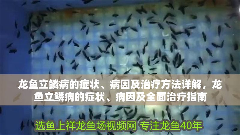 龍魚立鱗病的癥狀、病因及治療方法詳解，龍魚立鱗病的癥狀、病因及全面治療指南