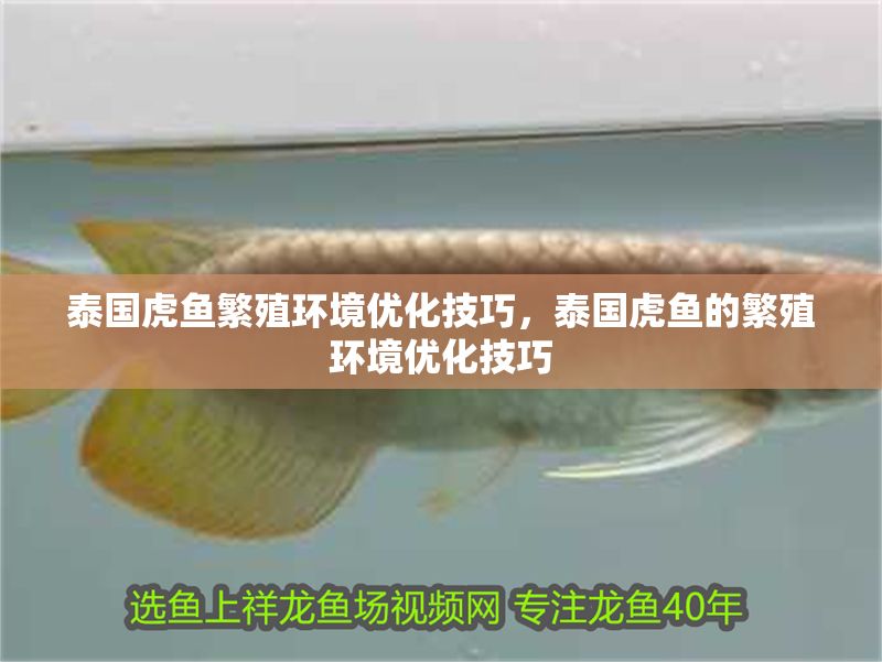 泰國(guó)虎魚繁殖環(huán)境優(yōu)化技巧，泰國(guó)虎魚的繁殖環(huán)境優(yōu)化技巧