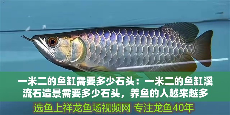 一米二的魚缸需要多少石頭：一米二的魚缸溪流石造景需要多少石頭，養(yǎng)魚的人越來越多