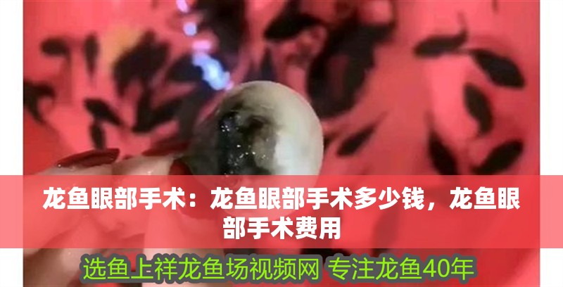 龍魚眼部手術(shù)：龍魚眼部手術(shù)多少錢，龍魚眼部手術(shù)費(fèi)用